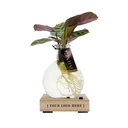 Hydroponic light plant in giftbox
