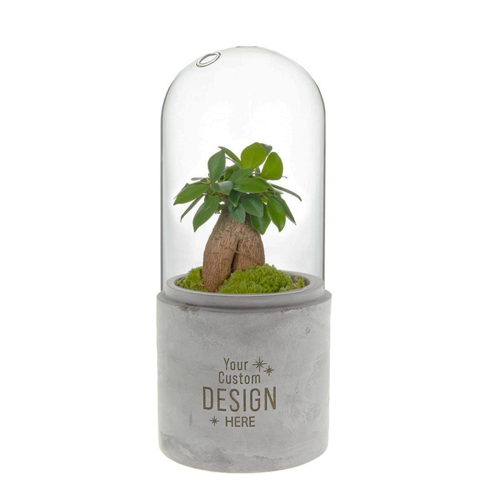 Planten terrarium stulp - ecosysteem in giftbox