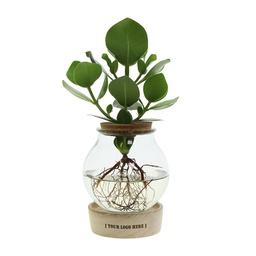 [A168-IN-BG-GB] Hydroponie plant in bolglas met ledlicht in giftbox